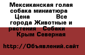 Мексиканская голая собака миниатюра › Цена ­ 53 000 - Все города Животные и растения » Собаки   . Крым,Северная